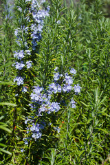 ローズマリーの花