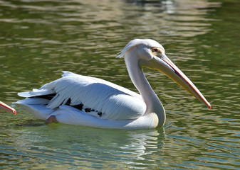 pelicano en lago