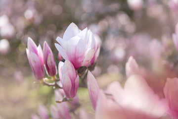 Obraz na płótnie Canvas Pink magnolia blooming