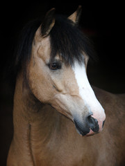Welsh Pony Headshot