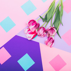 bouquet of tulips on a colored background. flat lay, top view. pastel minimalism