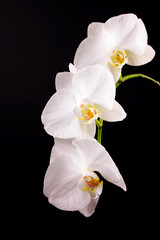 Fototapeta na wymiar orchid on a black background