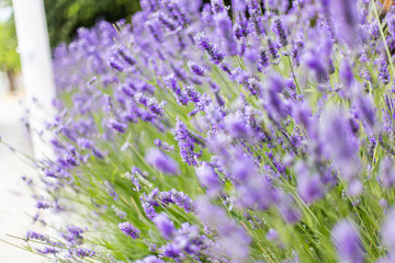 Obraz premium Lavender garden on sidewalk in El Calafate, Argentina