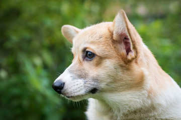 portrait of a red dog breed Corgi in nature