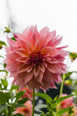 Obraz premium Pink Dahlia Aster flower in drops after rain