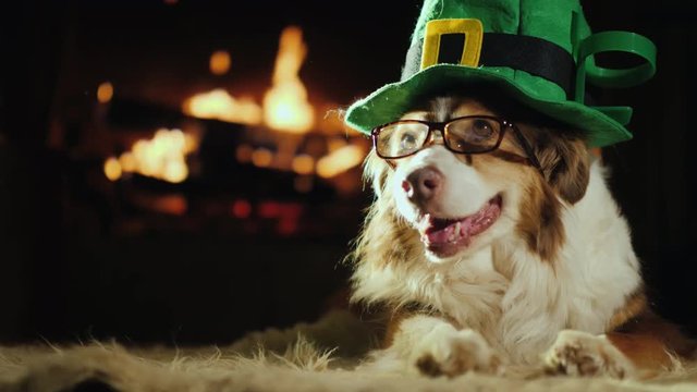 A dog with glasses and a green hat. Dressed up for St. Patrick's Day