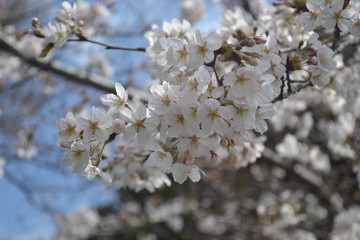 Cherry blossom flowers in Shinjuku garden, Tokyo