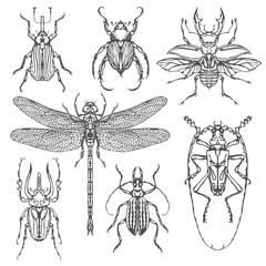 Vector set of various insects in retro style. Bugs, dragonfly and other beetles. Realistic collection of contour drawings of beetles. Vector illustration isolated on background