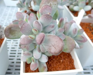 Succulent plants closeup at garden in Taiwan