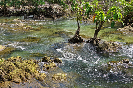 Clear tropical stream at Tha Pom, the mangrove forest in Krabi Province, Thailand