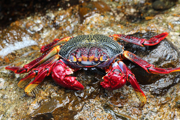 TIERE_3754_rote_Klippenkrabbe