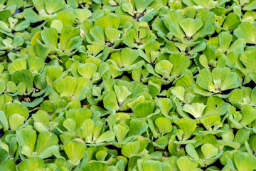 Close up green water lettuce on water