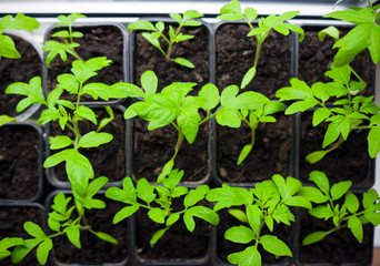 tomato Seedlings in tray for sprout in greenhouse. selective focus