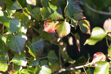 Ivy - hedge - natural fence