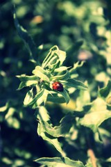 Biedronka © Natalia