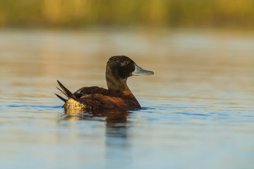 Lake Duck, Patagonia