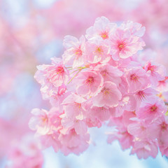 Beautiful cherry blossom sakura in spring time over blue sky, Cherry blossoms on blue sky background