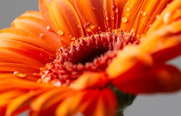 Vlies Fototapete Blumen und Pflanzen Gerbera-Blume mit Wassertropfen