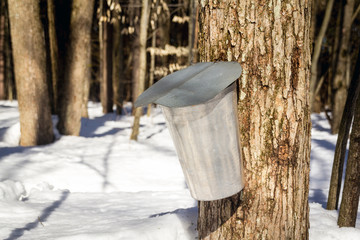 metal bucket for collection maple syrup