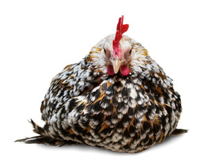 Chicken isolated on a white background