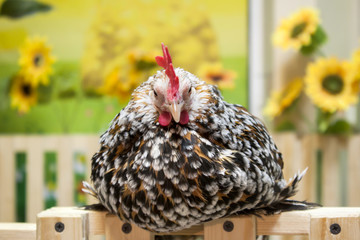 Chicken in chicken coop