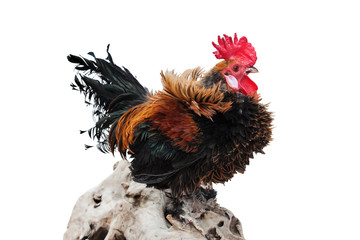 Cock in the hen house isolated on a white background