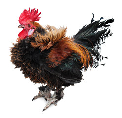 Cock in the hen house isolated on a white background