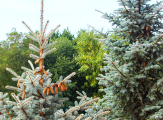Spruce. Pine tree or Fir Tree with Cones Closeup.