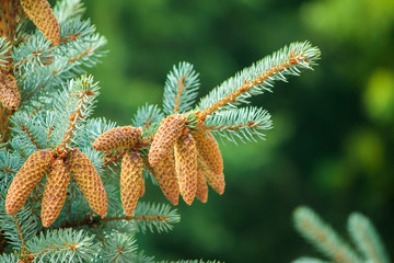 Spruce. Pine tree or Fir Tree with Cones Closeup.