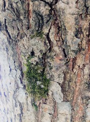 Just bark on a tree. Beautiful structural surface of the bark on different trees. The Scarecrow...