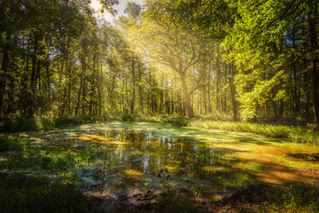 Wallow in the forest in a sunny day