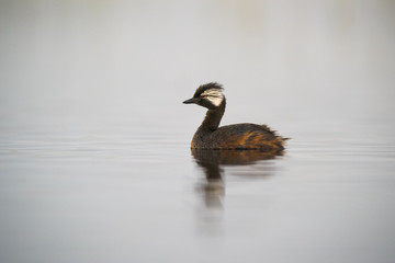 White-tufted Grebe, La Pampa Argentina