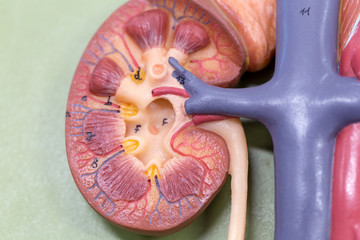 Study and learn about kidney in laboratory.