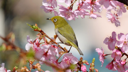 河津桜とメジロ