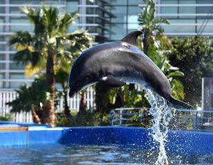 delfin © alberto