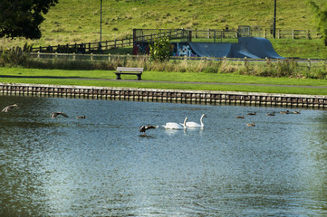 Warminster Park - Wildlife birds swimming