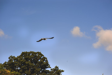 The birds flying on the background of blue sky