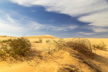 Fototapeta na wymiar Wüstenlandschaft in Vietnam. Dünen mit Dünengraß. 