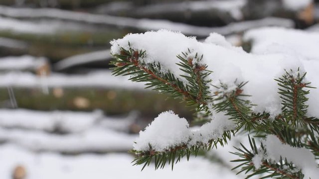 Fir Tree Branch With Snow On It