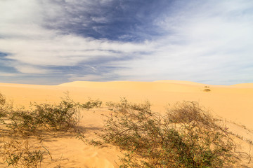 Fototapeta premium Wüstenlandschaft in Vietnam. Dünen mit Dünengraß. 