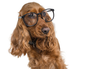 Intelligent and clever dog wearing eyeglasses. Isolated on white background. - obrazy, fototapety, plakaty