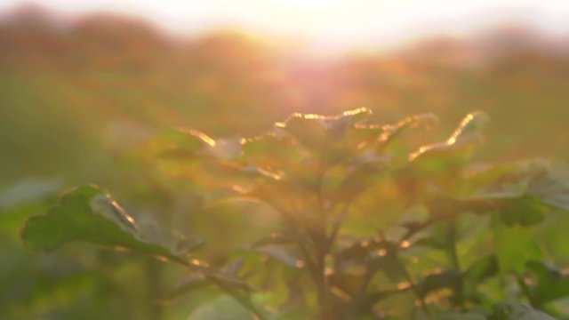 Pflanze im Sonnenlicht