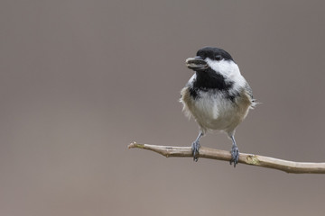 Fototapeta premium black capped chickadee in winter