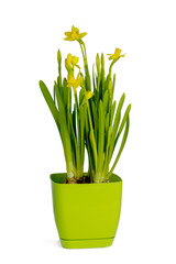 Small spring flowers in a green flowerpot.Isolated