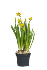 .Garden spring narcissus in a transport pot on an isolated background