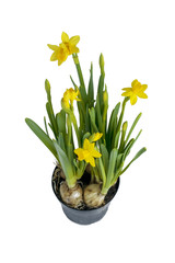 .Daffodils grow from bulbs in a pot. isolated, from above.