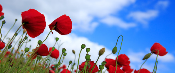 Poppies on sky background.