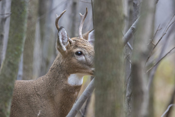 Male white tailed deer in autumn