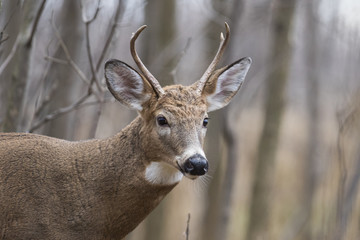 Male white tailed deer in autumn