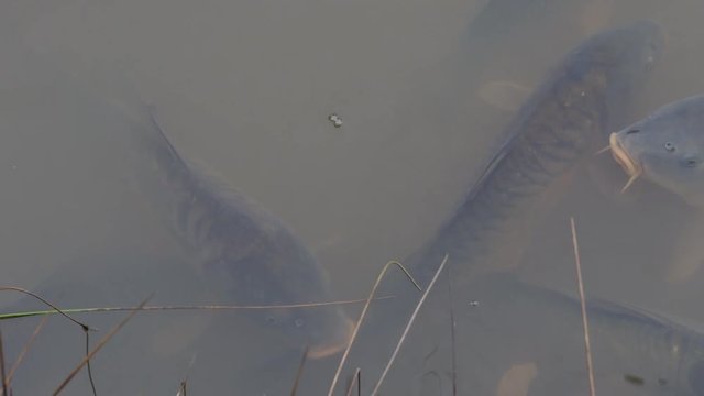 Lots of Carp swimming at top of Water in a muddy pond